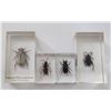 Image 1 : A collection of insects in resin blocks to include.