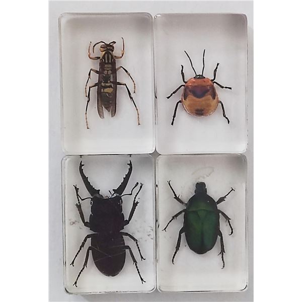 Group of insects in resin blocks.