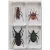 Image 1 : Group of insects in resin blocks.