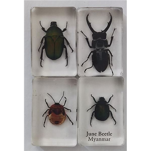 Collection of insects in resin blocks.