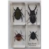 Image 1 : Collection of insects in resin blocks.