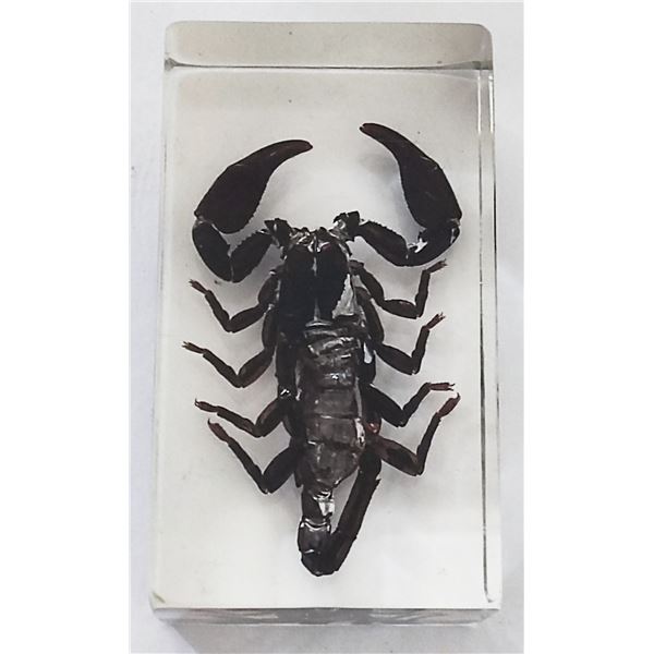 Giant forest scorpion in resin block.