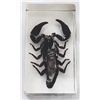 Image 1 : Giant forest scorpion in resin block.
