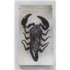 Image 2 : Giant forest scorpion in resin block.