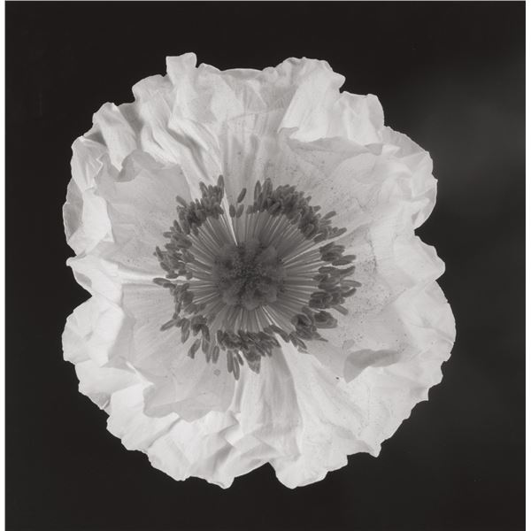 Robert Mapplethorpe -  Poppy, 1988. Printed 1989.