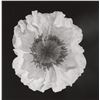 Image 1 : Robert Mapplethorpe -  Poppy, 1988. Printed 1989.