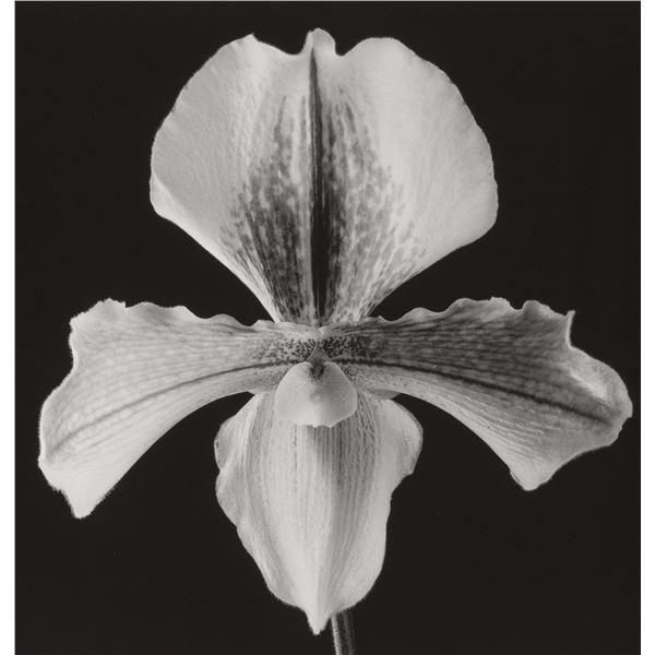 Robert Mapplethorpe. Orchid, 1988. Printed 1989