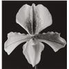 Image 1 : Robert Mapplethorpe. Orchid, 1988. Printed 1989