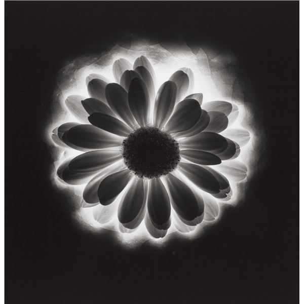 ROBERT MAPPLETHORPE SIGNED Flower print 1985, later printing.