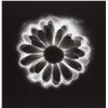 Image 1 : ROBERT MAPPLETHORPE SIGNED Flower print 1985, later printing.