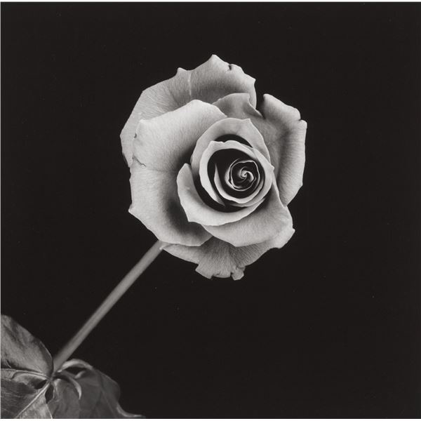 ROBERT MAPPLETHORPE - Roses, 1989.