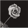 Image 1 : ROBERT MAPPLETHORPE - Roses, 1989.