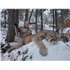 Image 3 : Mountain Lion Hunt In Northern New Mexico for One Hunter