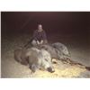 Image 10 : 3 Day Amazing Spanish Hunt for One Iberian Red Deer (up to 190 SCI) and One European Wild Boar for 1