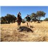 Image 11 : 3 Day Amazing Spanish Hunt for One Iberian Red Deer (up to 190 SCI) and One European Wild Boar for 1