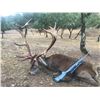 Image 6 : 3 Day Amazing Spanish Hunt for One Iberian Red Deer (up to 190 SCI) and One European Wild Boar for 1