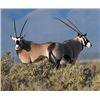 Image 2 : Guided Trophy Oryx Hunt Free Range on 362,000 acre Private Ranch for a Trophy Cow Oryx In New Mexico