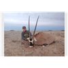 Image 4 : Guided Trophy Oryx Hunt Free Range on 362,000 acre Private Ranch for a Trophy Cow Oryx In New Mexico