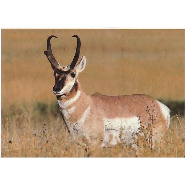 Fully Guided Buck Pronghorn Antelope Hunt in New Mexico Unit 40