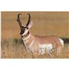 Image 1 : Fully Guided Buck Pronghorn Antelope Hunt in New Mexico Unit 40