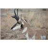 Image 2 : Fully Guided Buck Pronghorn Antelope Hunt in New Mexico Unit 40