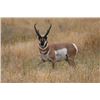 Image 3 : Fully Guided Buck Pronghorn Antelope Hunt in New Mexico Unit 40