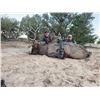 Image 2 : New Mexico Archery Elk Hunt in Game Unit 2