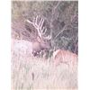 Image 5 : New Mexico Archery Elk Hunt in Game Unit 2