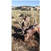 Image 6 : New Mexico Archery Elk Hunt in Game Unit 2
