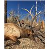 Image 5 : New Mexico Elk Hunt in Game Unit 6C