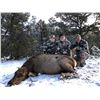 Image 1 : New Mexico Cow Elk Hunt in Game Unit 6C