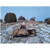 Image 2 : New Mexico Cow Elk Hunt in Game Unit 6C