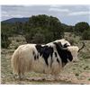 Image 1 : 2 Day New Mexico Trophy Himalayan Highland Bull Yak Hunt for 1 Hunter with Rancho De Chavez
