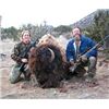 Image 2 : Trophy Bull Bison Hunt in New Mexico with Rancho De Chavez