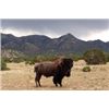 Image 4 : Trophy Bull Bison Hunt in New Mexico with Rancho De Chavez