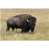 Image 8 : Trophy Bull Bison Hunt in New Mexico with Rancho De Chavez