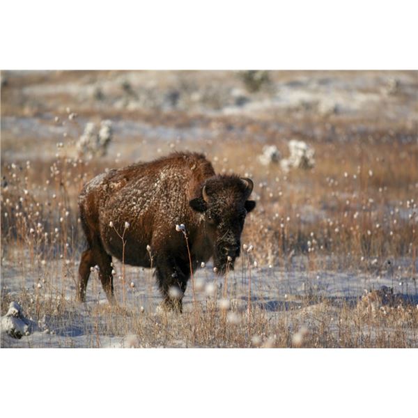 2 Day, 1x1 American Bison Hunt for One Hunter and One Non-Hunter in New Mexico with the Philmont Sco