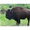 Image 3 : 2 Day, 1x1 American Bison Hunt for One Hunter and One Non-Hunter in New Mexico with the Philmont Sco