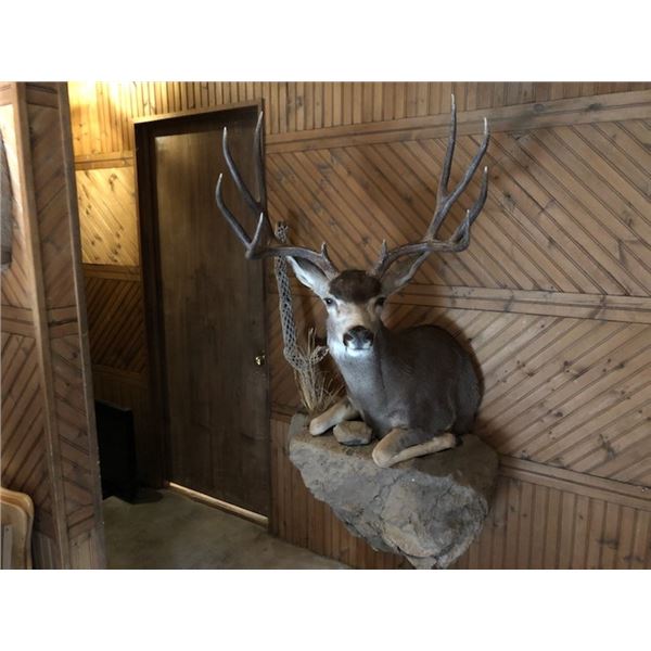 190” inch Mule Deer Mount