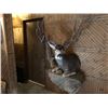Image 1 : 190” inch Mule Deer Mount