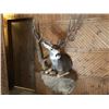Image 2 : 190” inch Mule Deer Mount