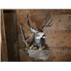 Image 3 : 190” inch Mule Deer Mount