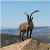 Image 1 : 6 Day BECEITE Ibex Ibex hunt for 2 Hunters with Spain Hunting Ibex – Includes 2 BECEITE Ibex
