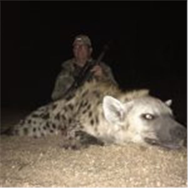10 Day Spotted Hyena Hunt for One Hunter with Ubathi Global Safaris. Also included is a 1 day sight 