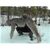 Image 3 : Lynx Or Black Bear Hunt in British Columbia with Itcha Mountain Outfitters. Winner’s Choice