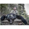 Image 5 : Lynx Or Black Bear Hunt in British Columbia with Itcha Mountain Outfitters. Winner’s Choice
