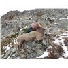 Image 2 : 12 day 3/4 Curl Cal. Bighorn Sheep Hunt