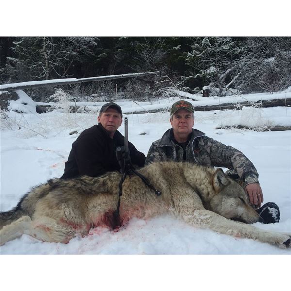 7 Day Winter Wolf+Coyote Hunt for 2 Hunters