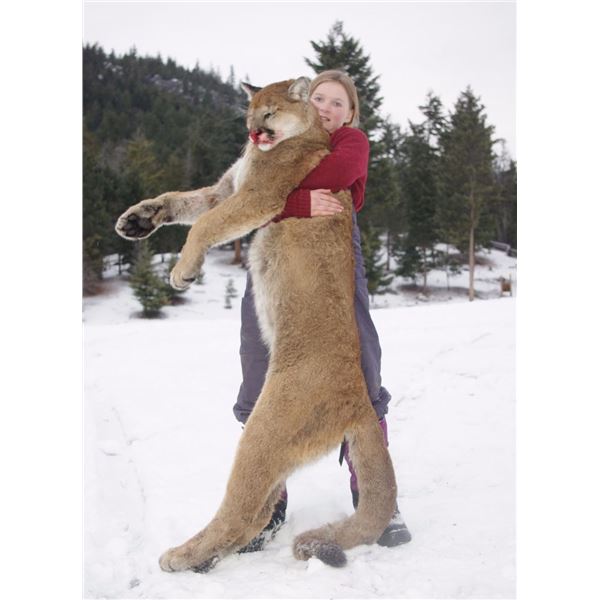 7 Day All Cats (Cougar, Lynx and Bobcat) Hunt