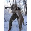 Image 2 : 7 Day All Cats (Cougar, Lynx and Bobcat) Hunt